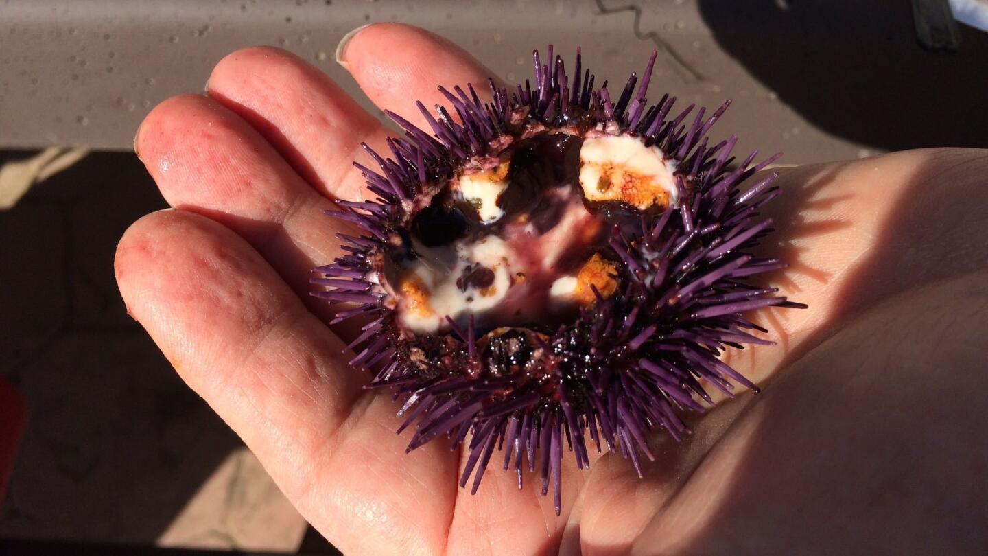 Locavore's delight: A foraged sea urchin for a San Pedro picnic.