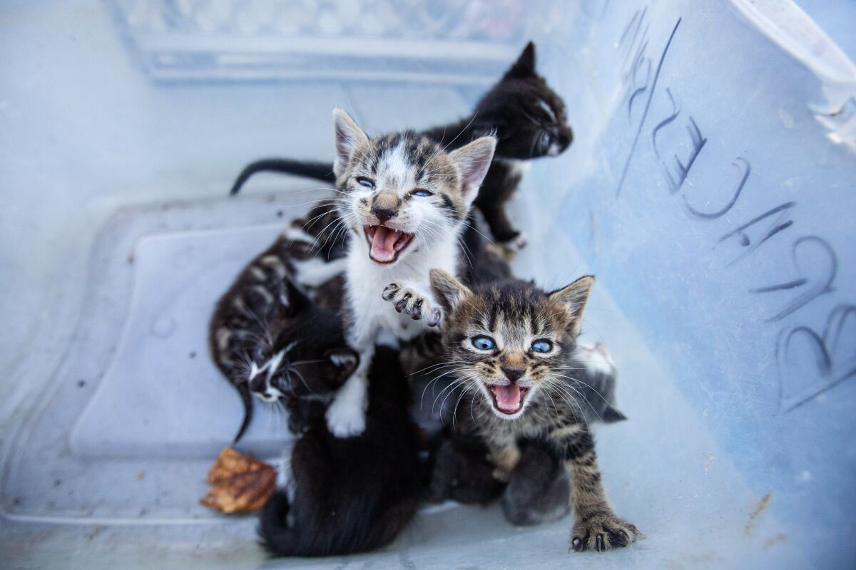 A litter of stray kittens dropped off at a Los Angeles animal shelter