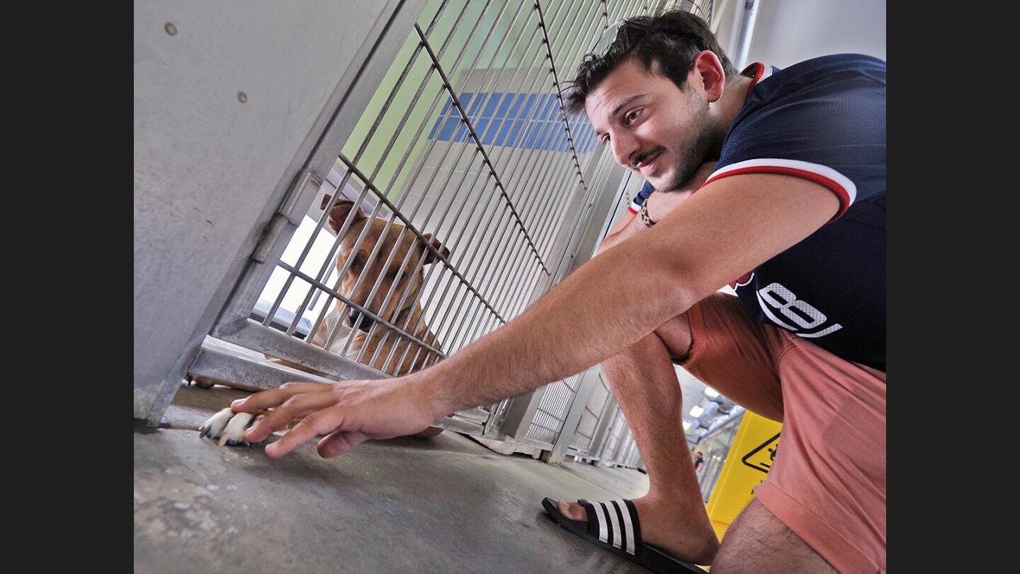 Photo Gallery: Burbank Animal Shelter participates in August 19 lower cost pet adoption fees