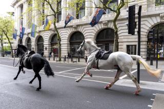 Dos caballos sueltos corren por las calles de Londres cerca de Aldwych, el miércoles 24 de abril de 2024. (Jordan Pettitt/PA via AP)