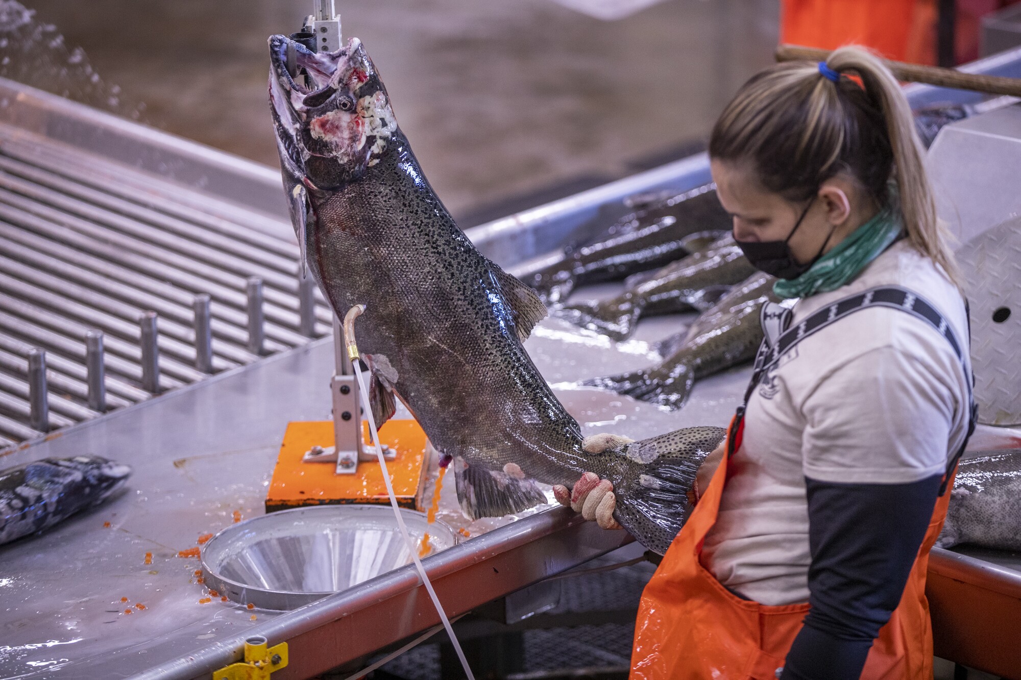 Amy Kart, a seasonal animal caretaker, removes eggs from a fall-run Chinook salmon at Coleman National Fish Hatchery.