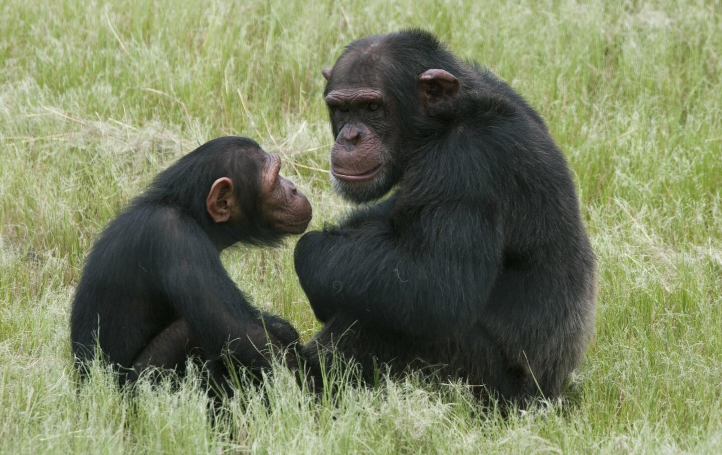 The evolutionary and biological seeds for today's 90-mph fastball were sewn about 2 million years ago, when a variety of evolved anatomical features began to coalesce in early humans, Harvard scientists determined. Our chimp cousins lack most of these anatomical features.