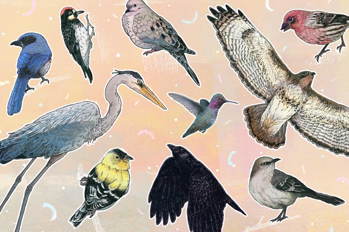 Illustration of a variety of birds that can be spotted from your backyard. 
