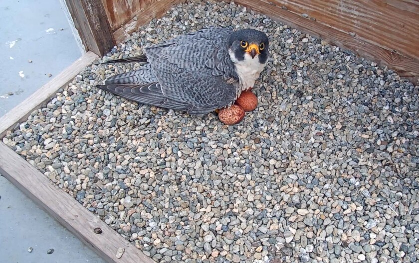 A hawk sits on eggs.