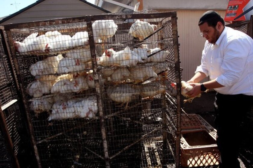 Chickens are prepared for a kapparot ritual in 2013 in the Pico-Robertson area.