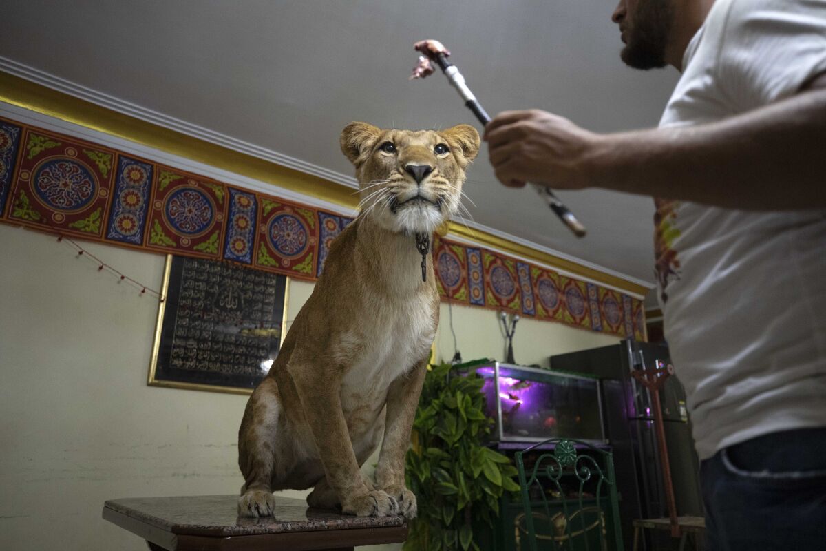 Entrenadores egipcios de leones montan actos desde casa - San Diego  Union-Tribune en Español