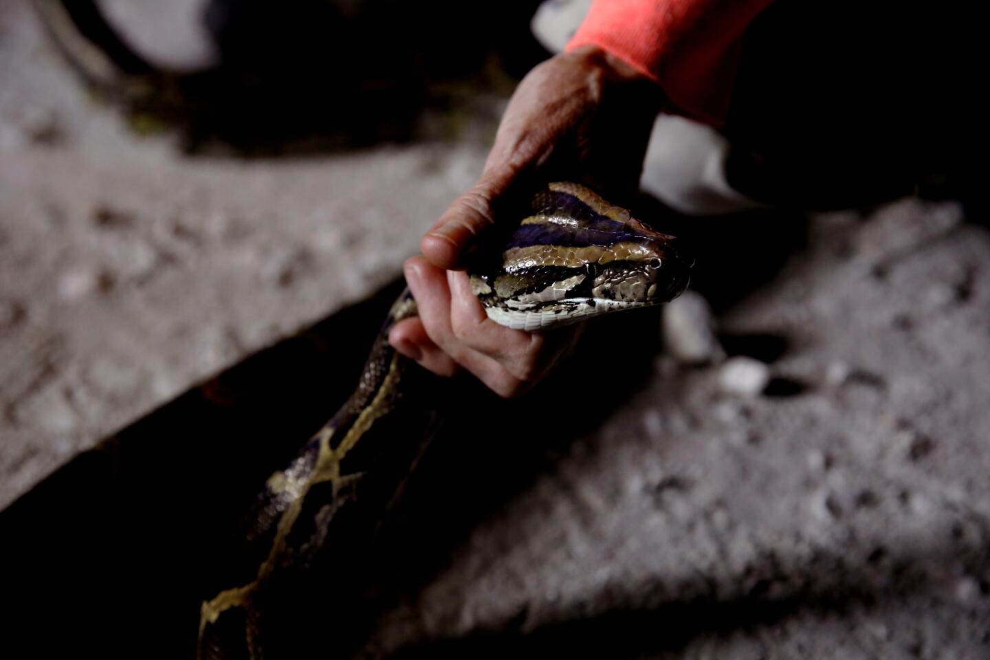California Python Hunters track pythons in the Florida Everglades - Los Angeles Times