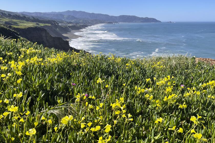 Overlooking the Pacific Ocean, flowers bloom in Mussel Rock Park in Daly City, Calif., Monday, April 1, 2024. Carpets of tiny, rain-fed wildflowers known as "Superblooms" are appearing in parts of California and Arizona. Their arrival draws droves of visitors who stop to glimpse the flashes of color and pose for pictures. (AP Photo/Haven Daley)