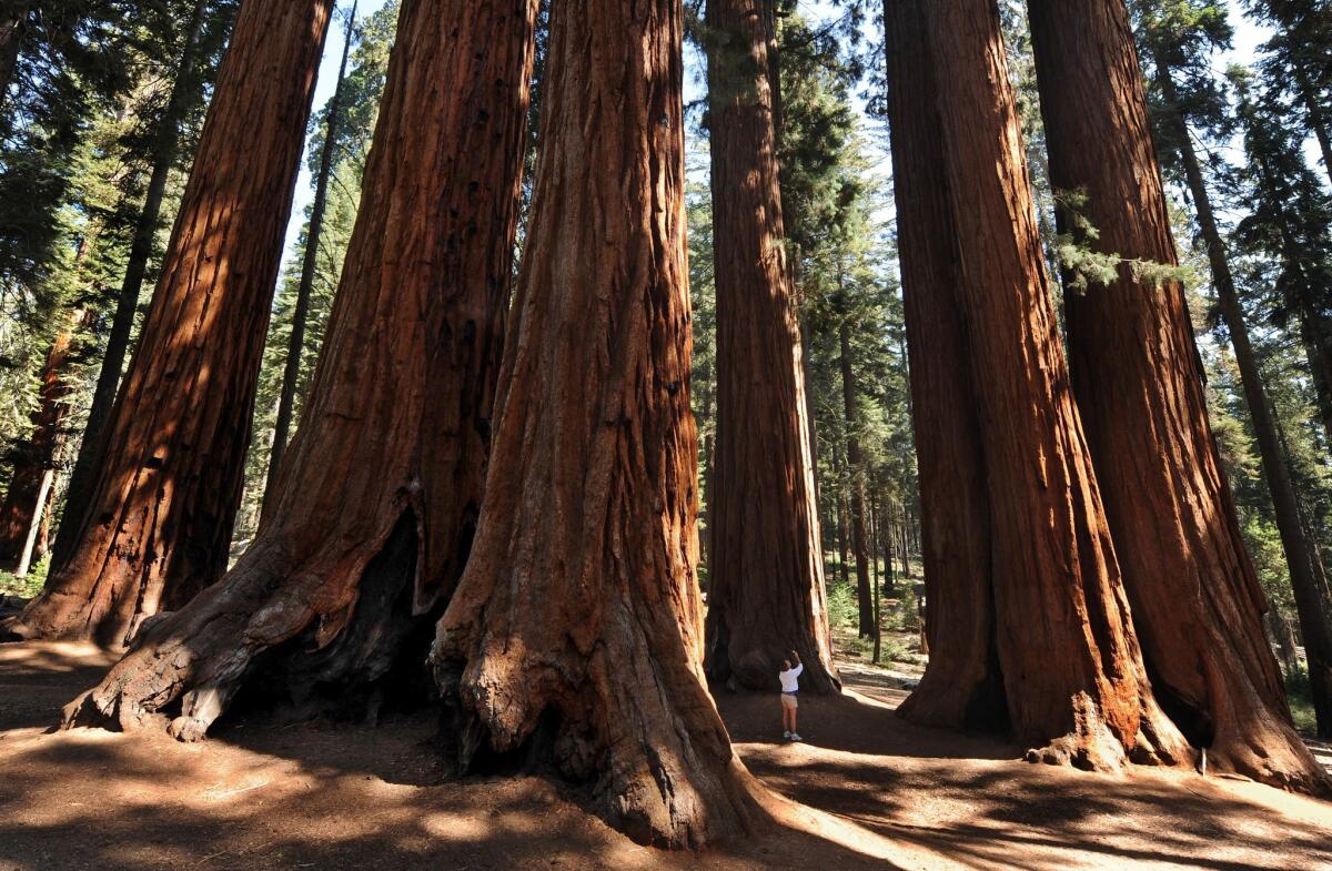 Wander amid giant redwood trees at Sequoia National Park on Veterans Day.