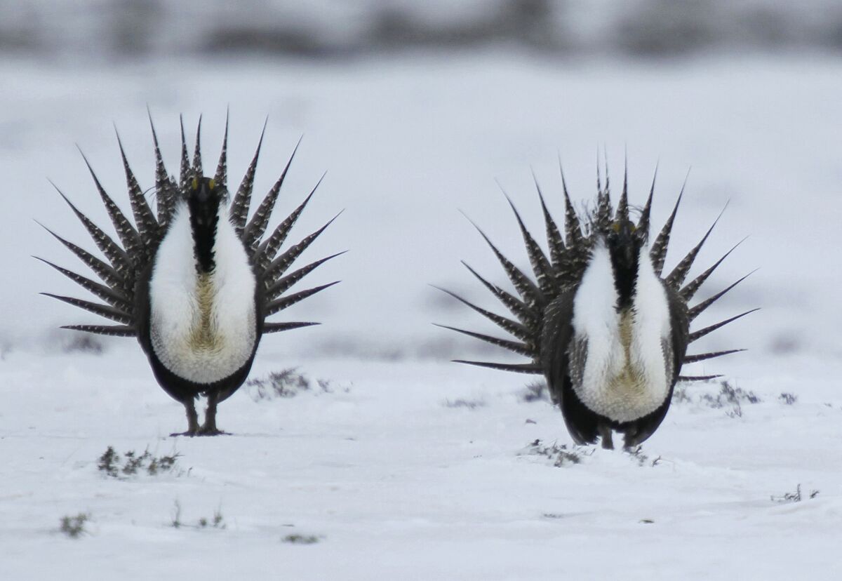 Male greater sage grouse perform their mating dance