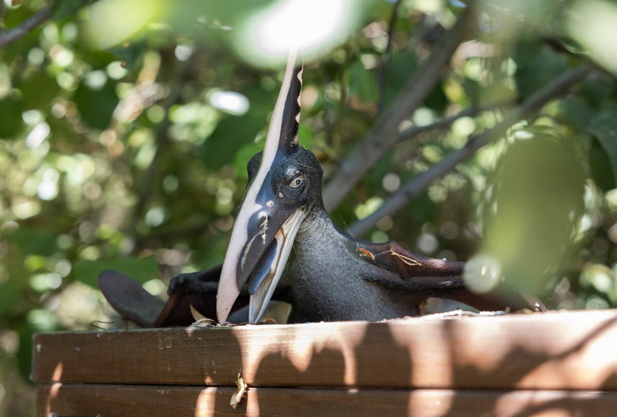 A toy grey pterodactyl sits on a wooden shelf as an Easter egg to be found by children exploring the backyard. 