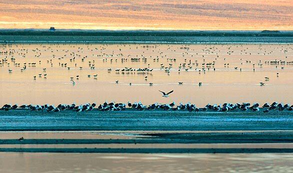 Shorebirds gather on ponds at Owens Lake the evening before the lake-wide bird census.