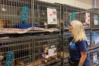 A woman looks into cages holding rabbits and guinea pigs at a city shelter.