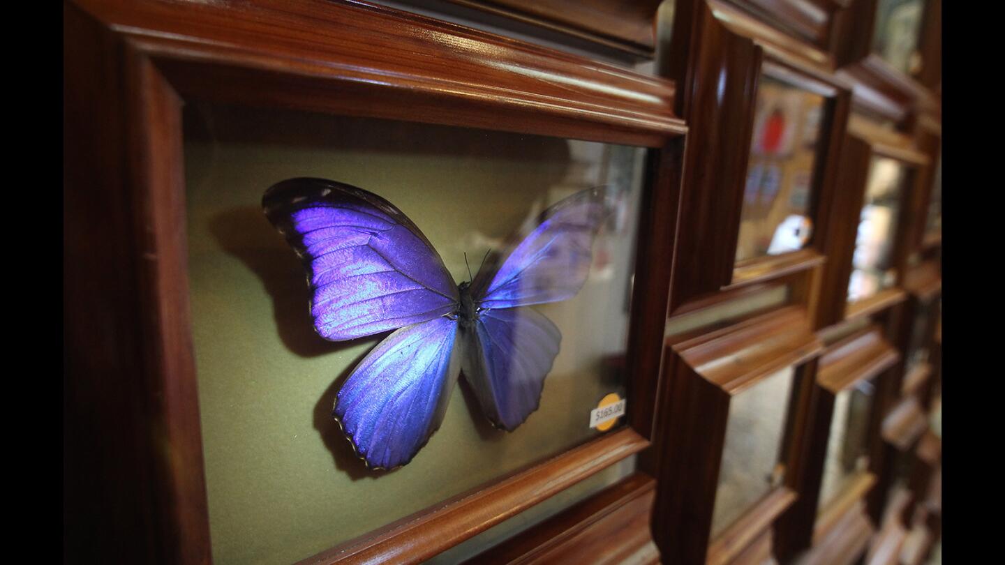 Sawdust Festival's Butterfly Man