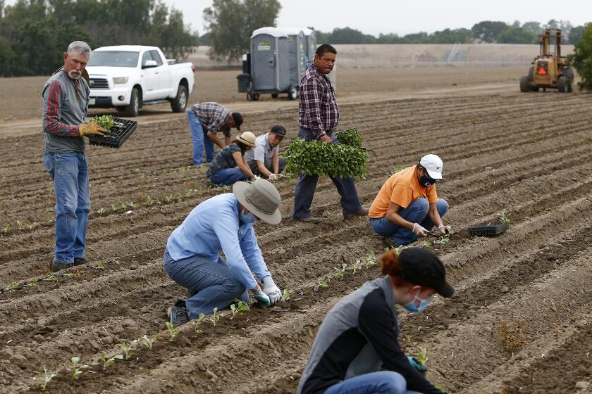 Volunteers transplant cabbage seedlings on 45 acres at the Harvest Solutions Farm in Irvine.