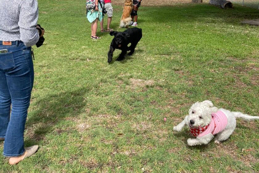 Three dogs run around a lawn in a park as their owners watch