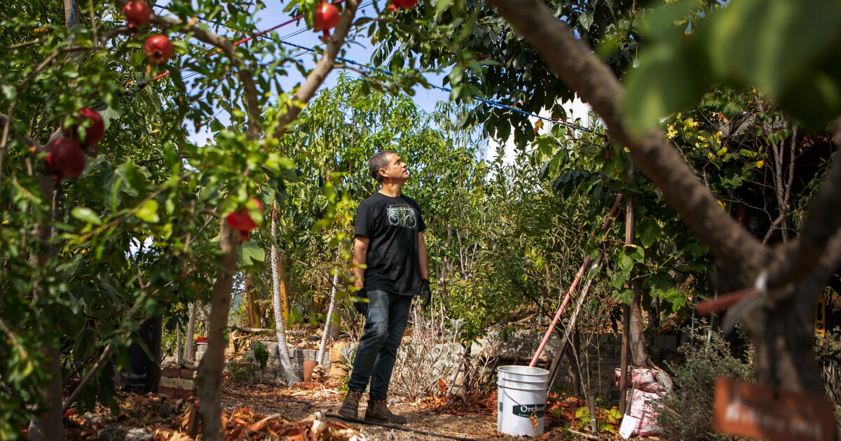 He turned his weed-filled yard into a low-water jungle of fruit trees