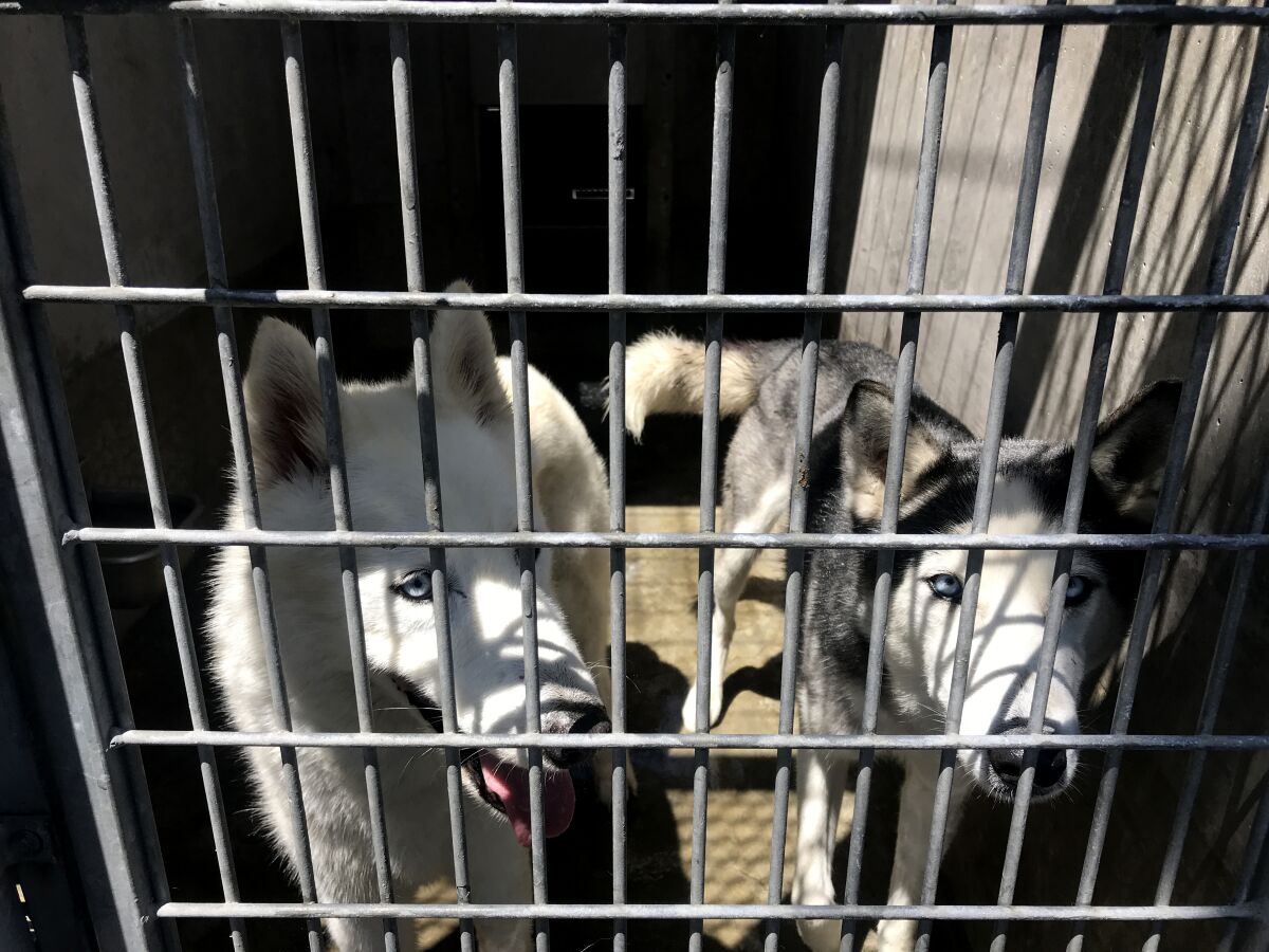 Two dogs that were up for adoption or foster care in South Los Angeles.