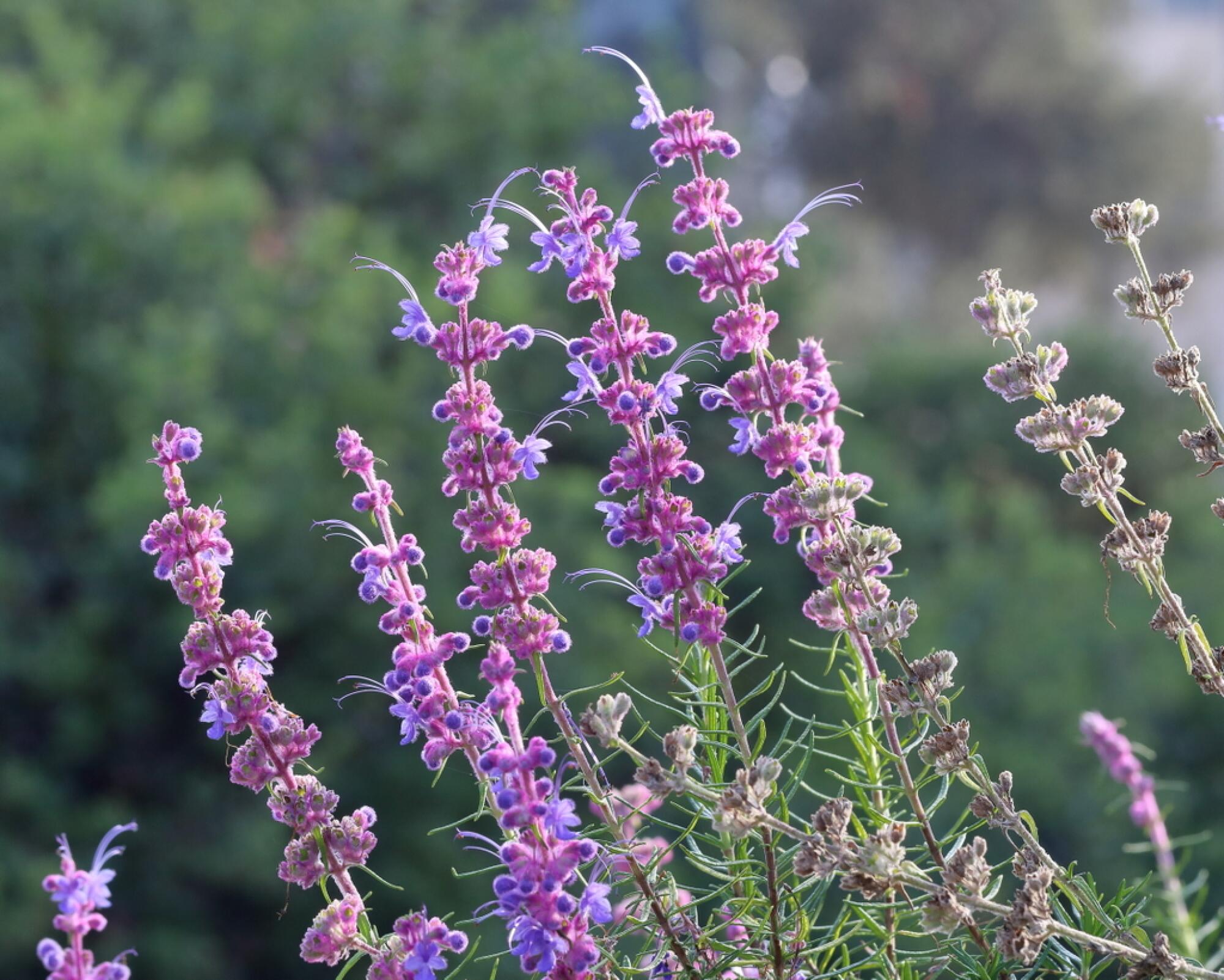 Woolly blue curls have tall spires of purpllish-blue flowers.