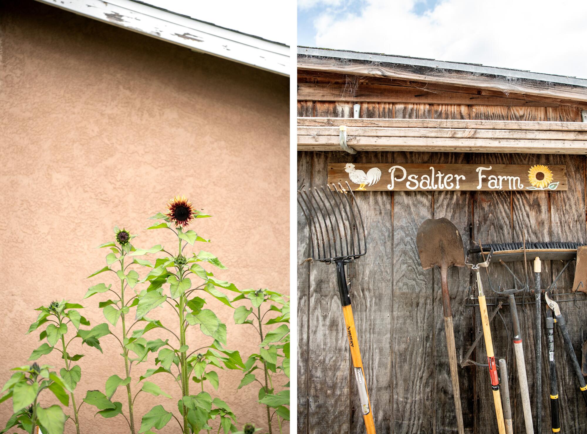 Sunflowers in Tom Weaver's backyard, left, and a sign for Psalter Farm, made by Rachel Nafis' father, right.