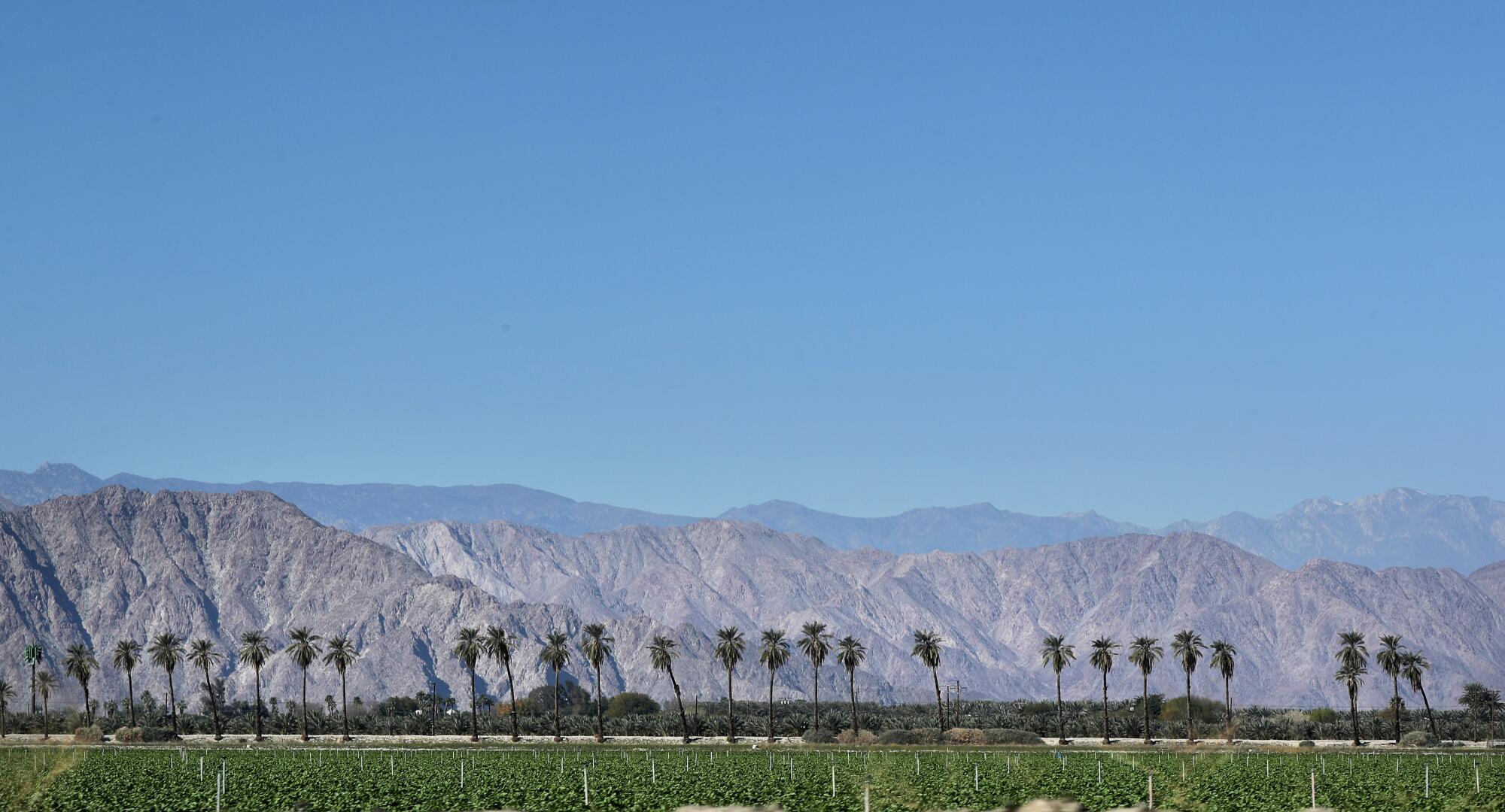 Agricultural fields, palm trees and the San Jacinto Mountains dot the landscape on the outskirts of Coachella.