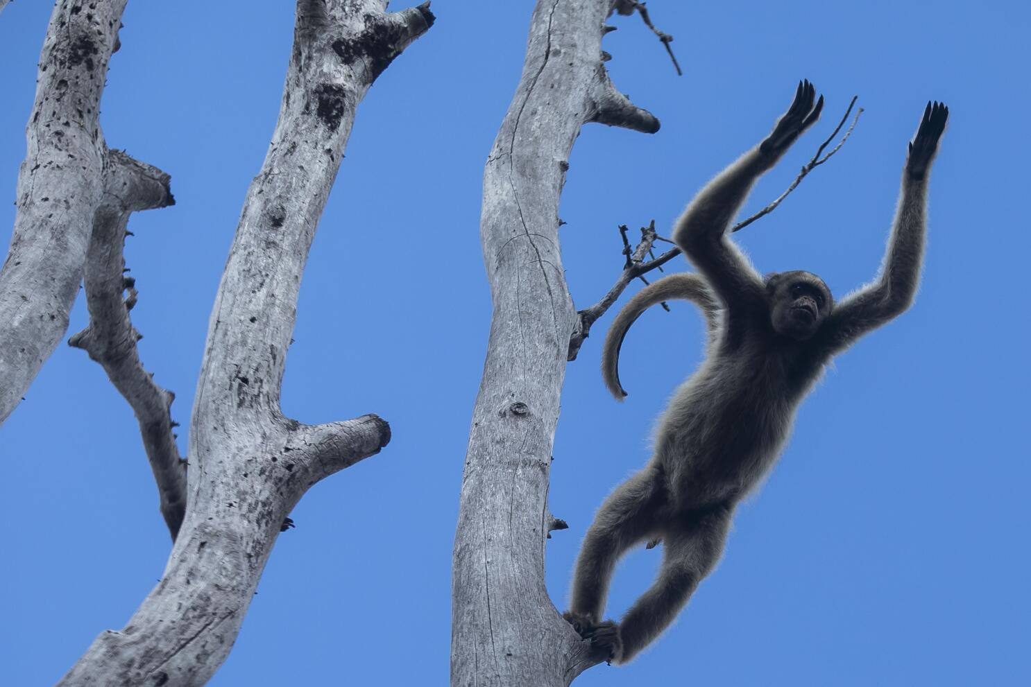 A scientist's quest to save the Americas' biggest monkey - Los