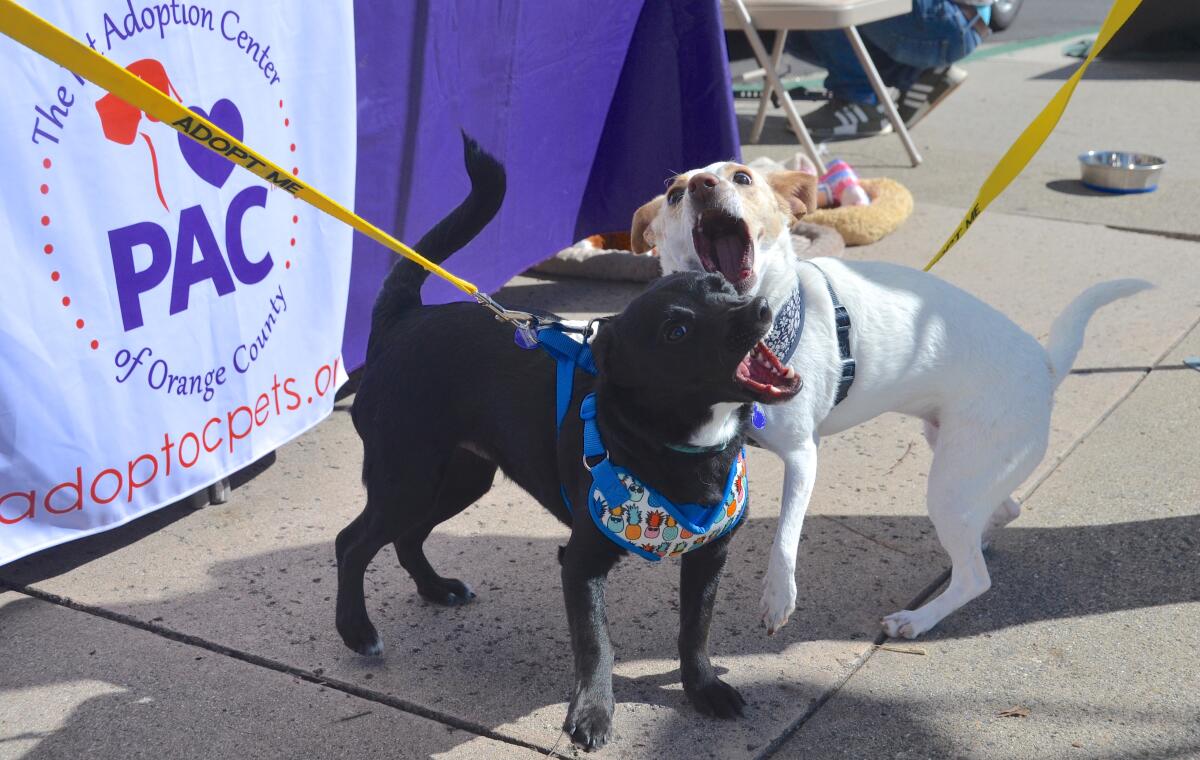 Bruce, left, and Azalea, both under a year old, get rid of puppy energy.