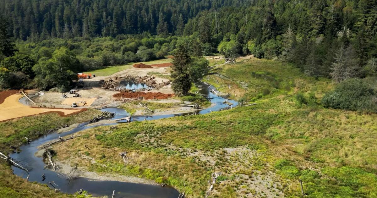 La porte des séquoias de Californie a été restituée aux peuples indigènes. “Cela sauve notre peuple”