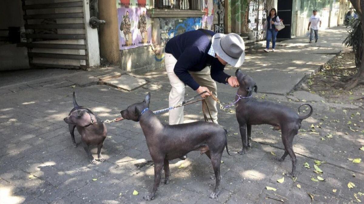 Aleph Henestrosa, 44, with his three dogs in Mexico City. Henestrosa acquired his first Xoloitzcuintle when he moved home to Mexico after a stint in Europe.