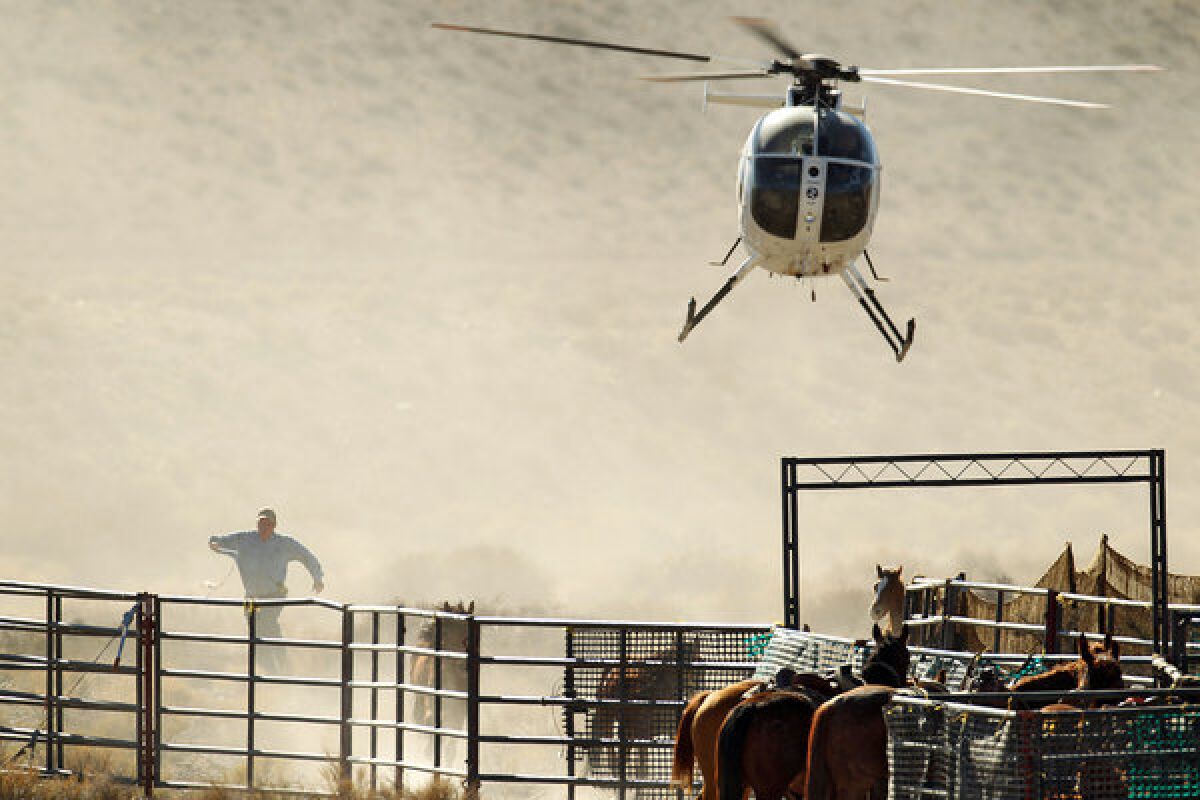 Helicopters are commonly used to herd wild mustangs into temporary corrals before they are loaded into trailers and hauled away. This roundup in Nevada's Antelope Valley netted 180 horses.