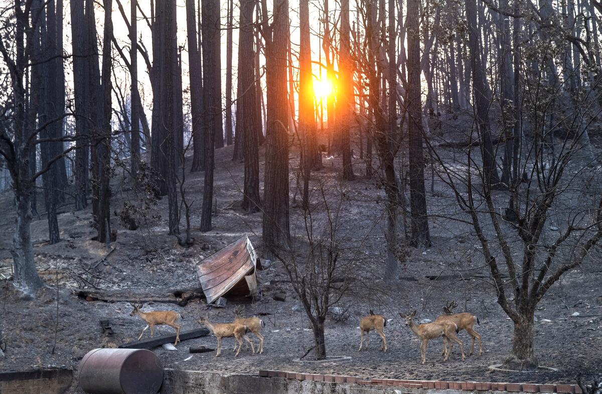 Deer walk through a burn scar from the Dixie fire in the Greenville area. 