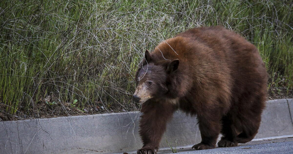 Bear attacks woman in Sierra Madre backyard - Los Angeles Times