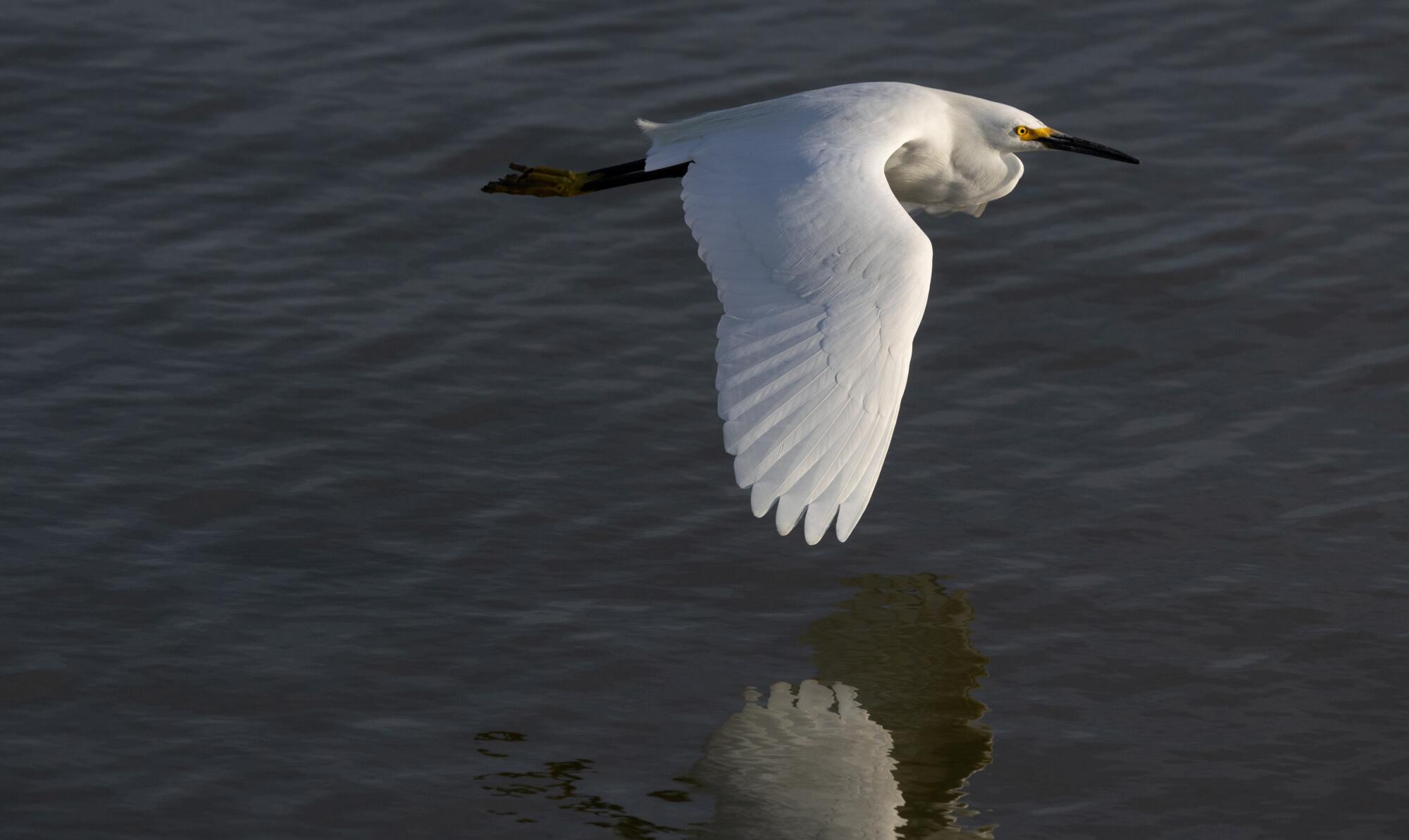 An egret flies over a decommissioned salt pond near Alviso.