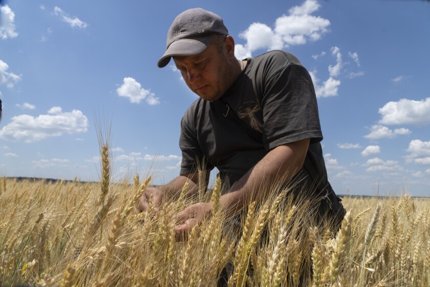 L'agriculteur Andriy Zubko vérifie la maturité du blé dans un champ de la région de Donetsk, en Ukraine.