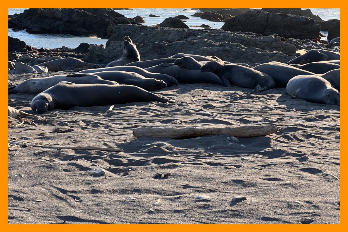 A colony of seals rests on a beach