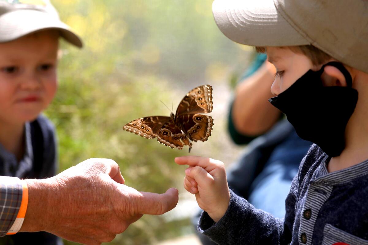 A 4-year-old holds out a finger to see if a butterfly will land on it. His 2-year-old brother watches.