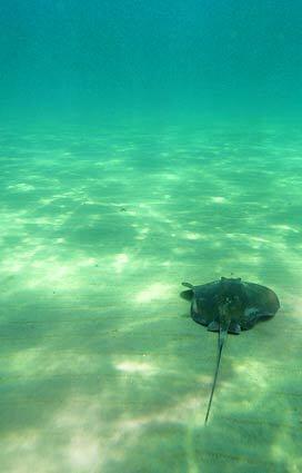 A sting ray at Crescent Bay in Laguna Beach.