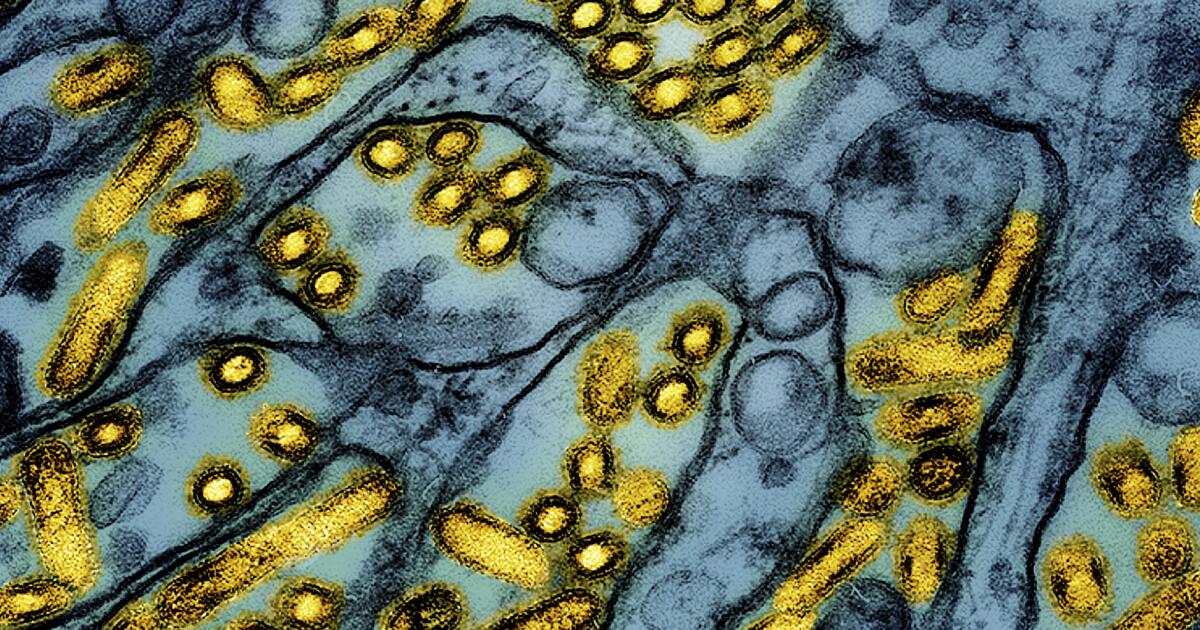 First U.S. fatality from bird flu reported in Louisiana
