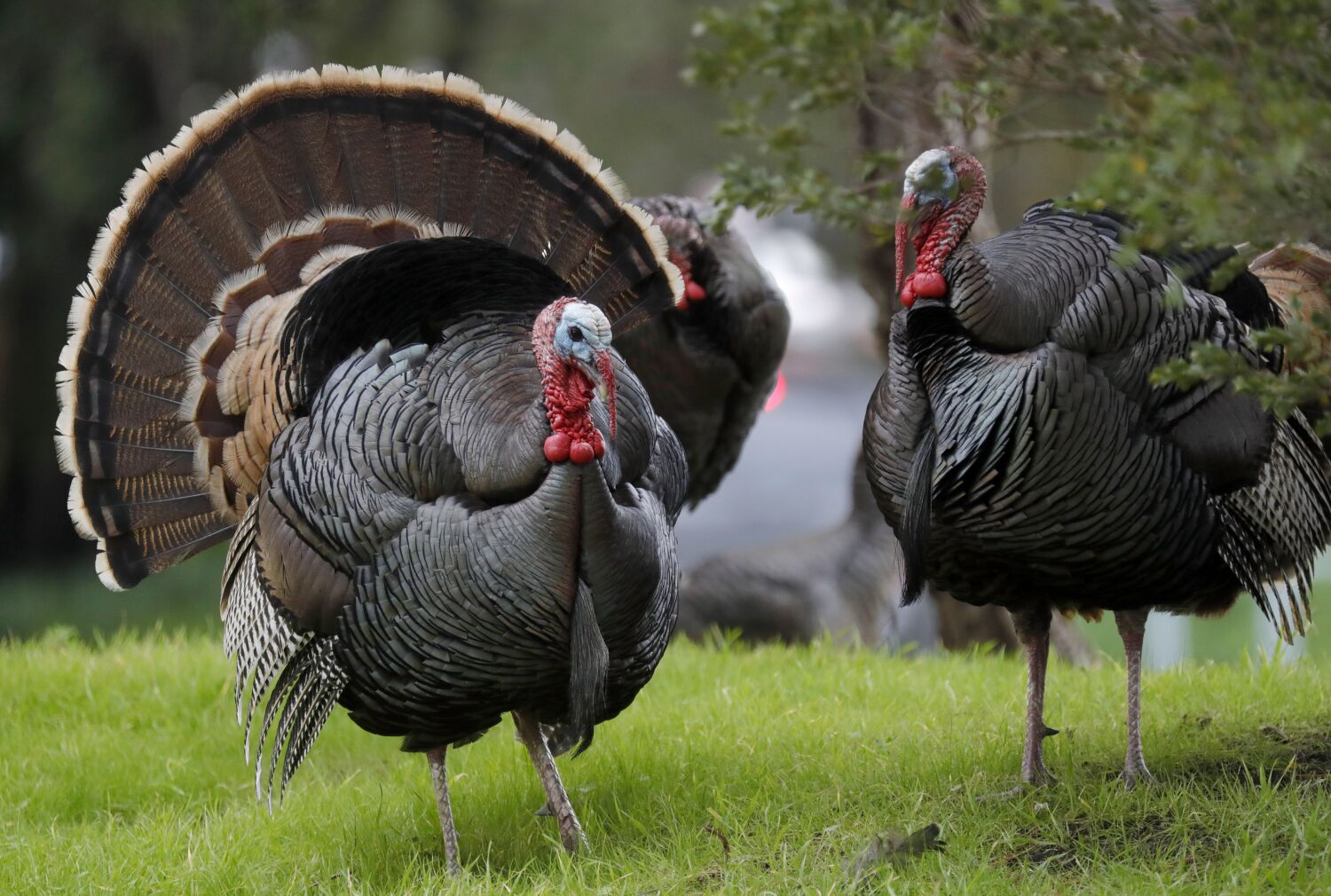 Wildlife officials failed to capture wild turkeys before attack on Sacramento delivery driver