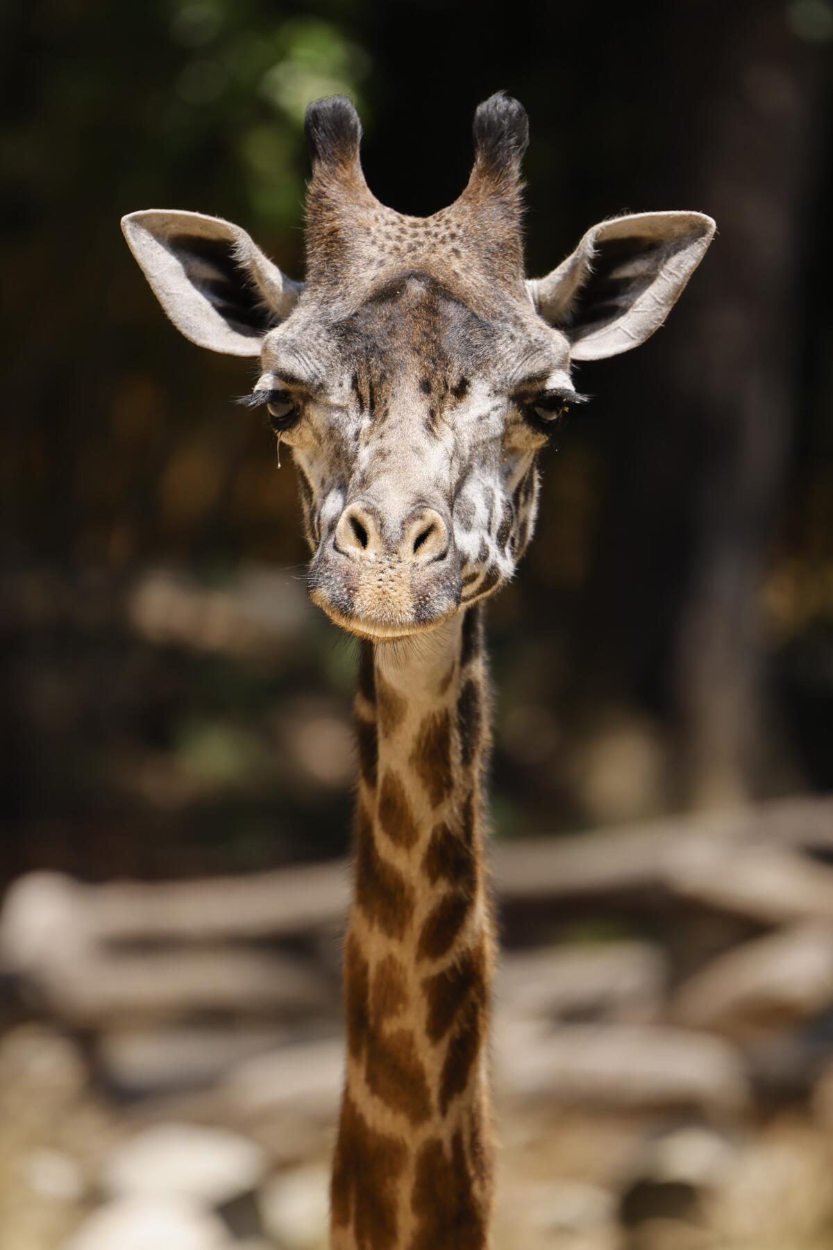 A giraffe watches as people pass by its enclosure at the Los Angeles Zoo.