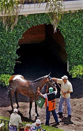 delmar racetrack