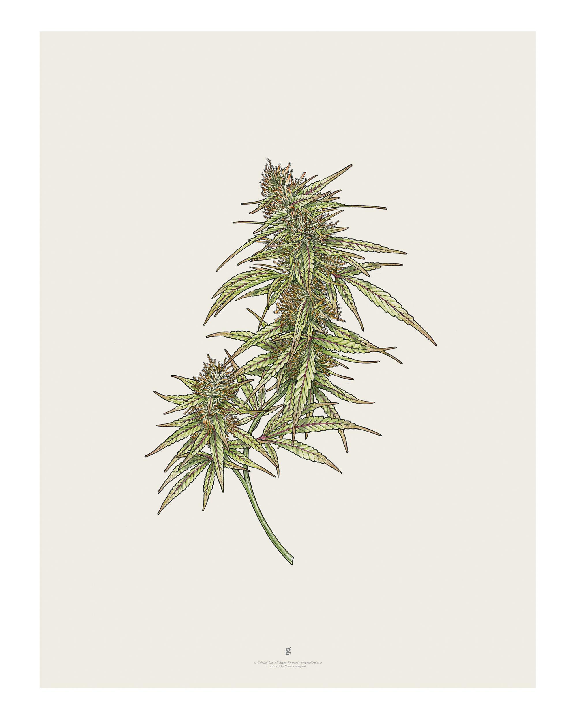 A cannabis botanical print by Goldleaf
