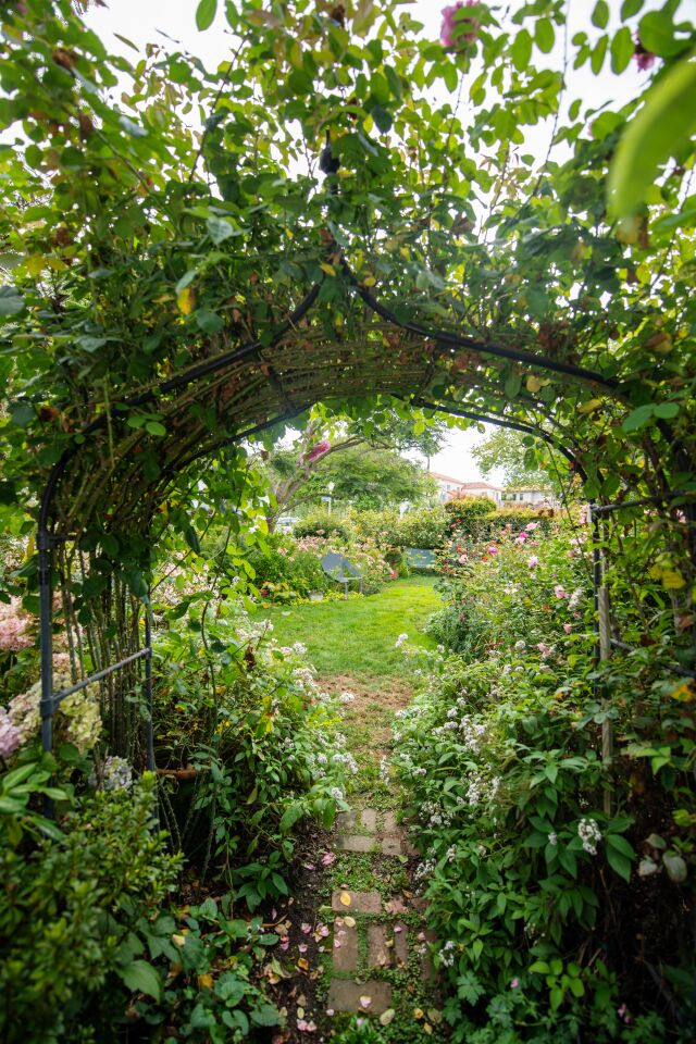 Welcome to Julie Newmar's garden