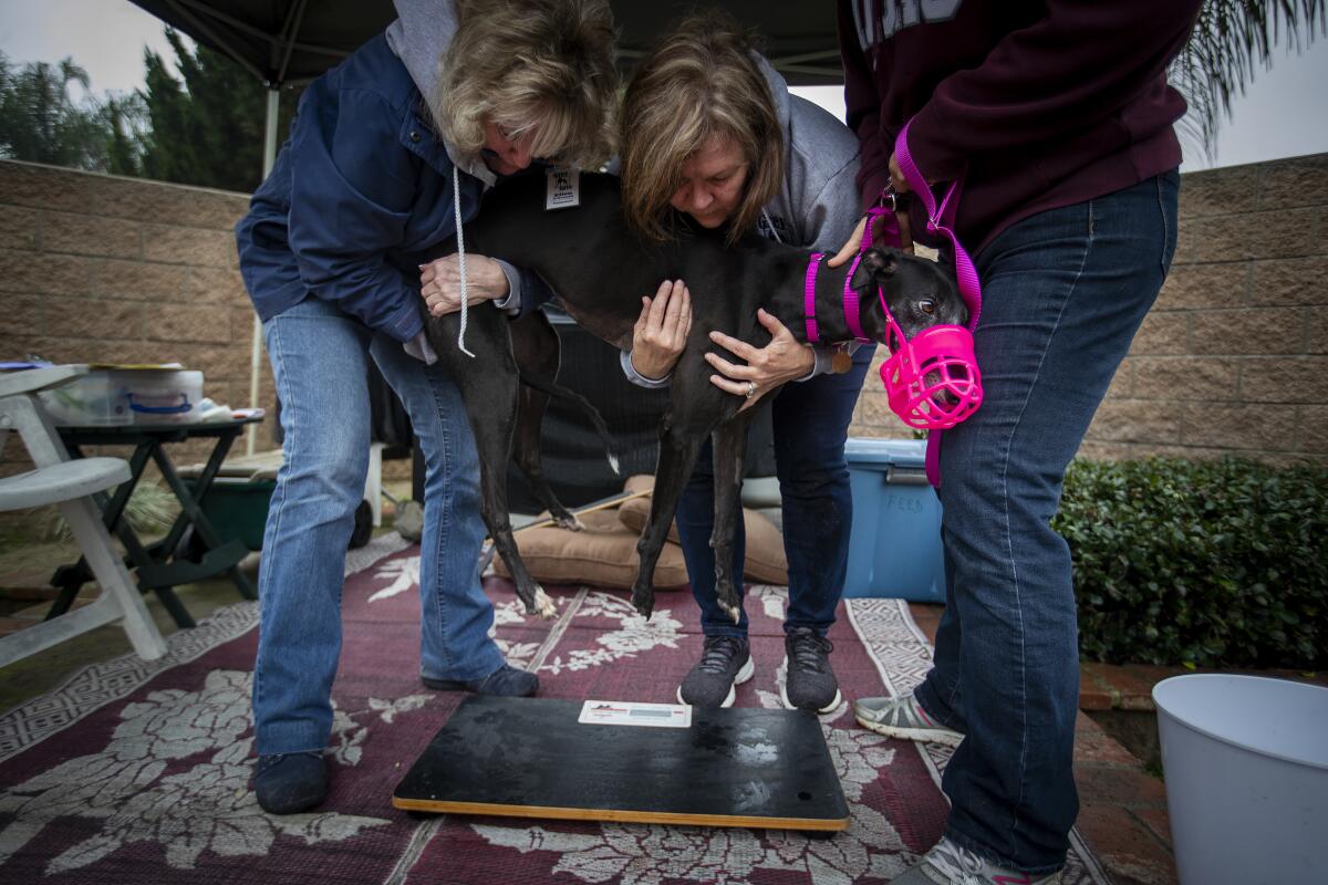 Ellen O'Donnell, left, and Tracy Walters hold Jolene, a black greyhound wearing a pink muzzle, in preparation to weigh and measure her.