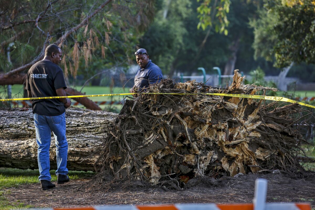 Yosemite deaths put focus on killer toll of drought on trees Los