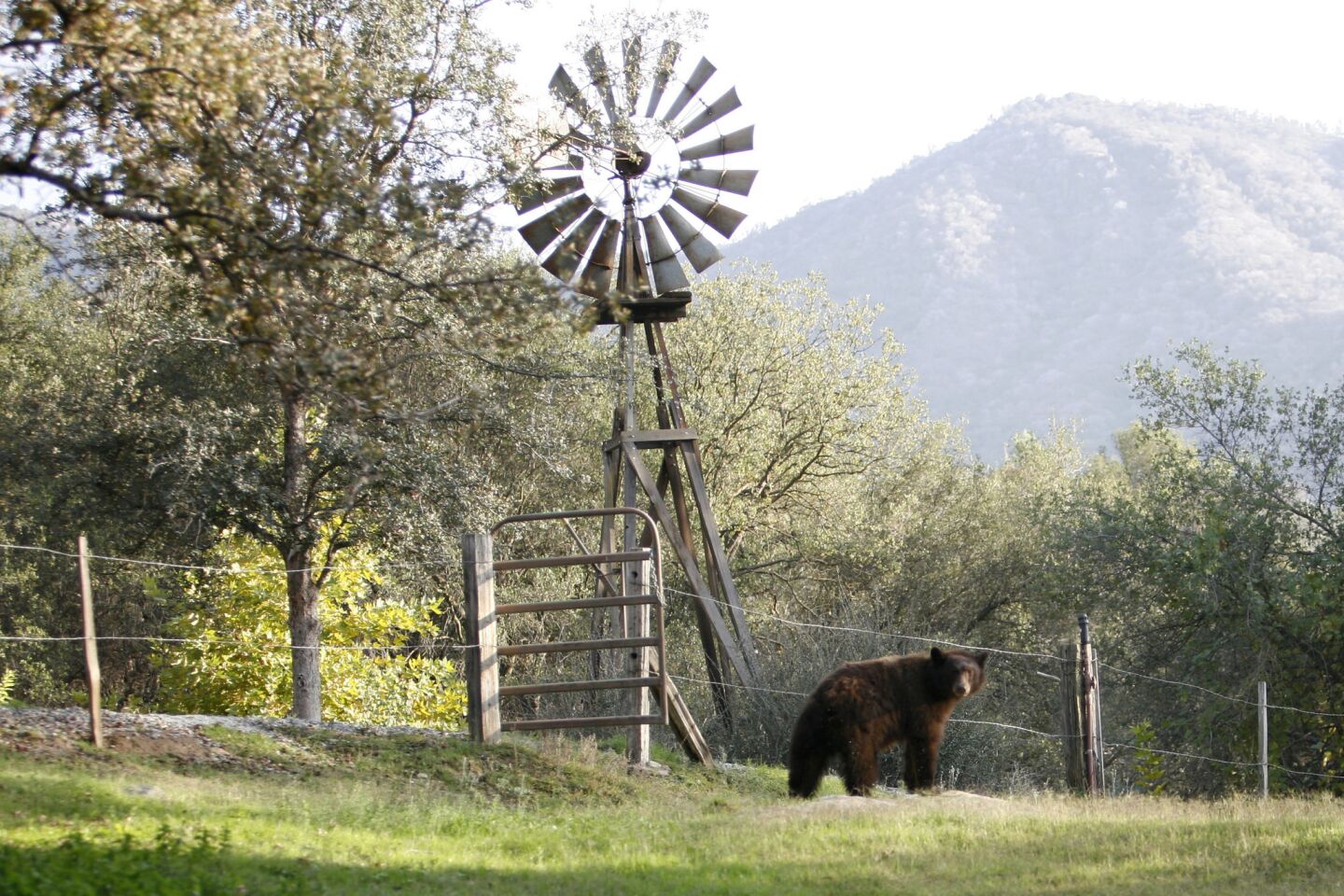 Grizzly bears reintroduced