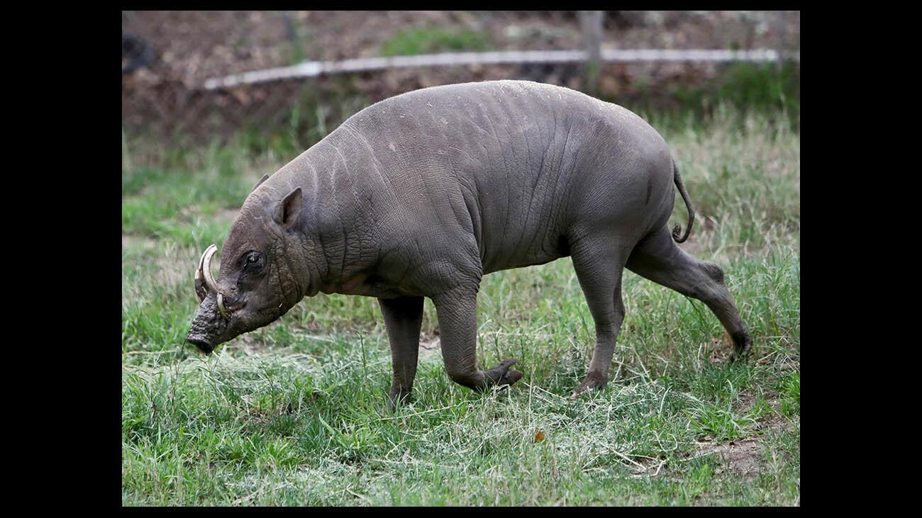 Photo Gallery: L.A. Zoo celebrates Lunar Year of the Pig with various hogs from around the world