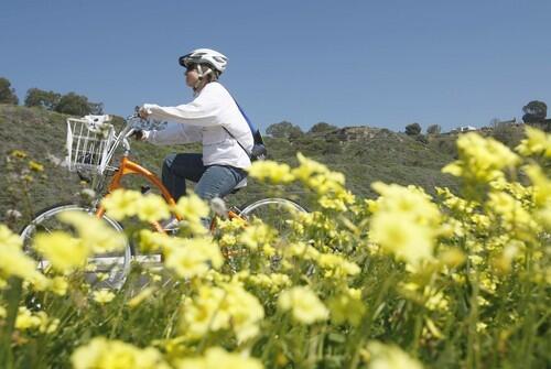 A cyclist rides past Oxalis albicans (California Wood Sorrel) also known as sour grass, at Will Rogers State Beach in Pacific Palisades.