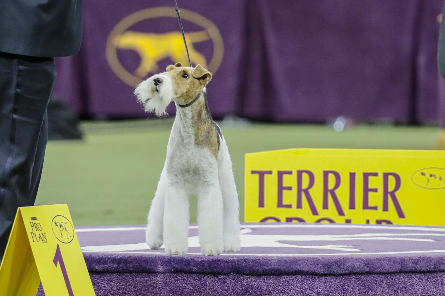 Also in the final grouping was Vinny the wire fox terrier.