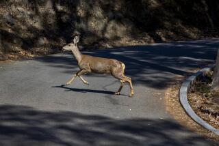 Catalina Island, CA - October 31: A mule deer doe runs across a road behind the Descanso Beach Club in Avalon, Catalina Island Tuesday, Oct. 31, 2023. Catalina Island residents formed Coalition Against the Slaughter of Catalina Deer and are trying to stop the Catalina Island Conservancy from proceeding with a plan to have all 2,000 mule deer on the island shot and killed. These residents believe there are other less violent ways to deal with the deer such as culling herds, and sterilization. (Allen J. Schaben / Los Angeles Times)
